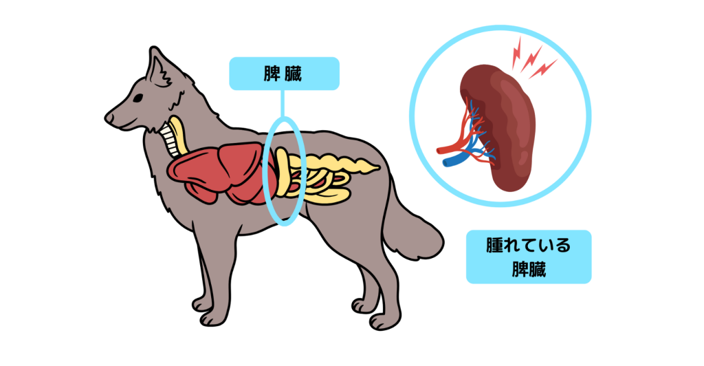 <img src="image.png" alt="犬の横断図。腫れている脾臓の位置が示されており、右側に腫れた脾臓の拡大図が描かれています。脾臓は赤く示され、血管が詳細に描かれています。">